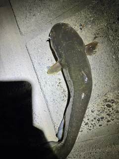 マナマズの釣果