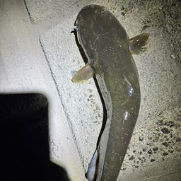 マナマズ