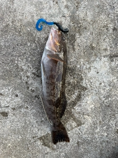 アイナメの釣果