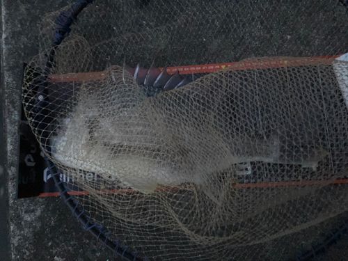キビレの釣果