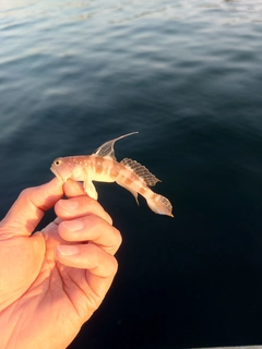 イトヒキハゼの釣果