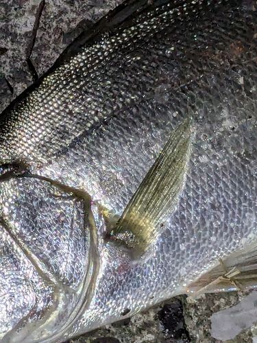 セイゴ（ヒラスズキ）の釣果