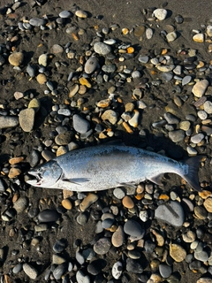 サクラマスの釣果