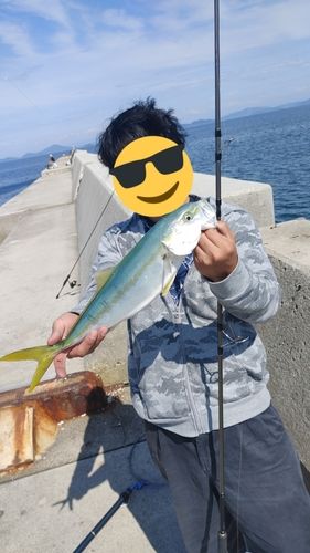 ハマチの釣果