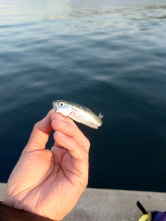サバの釣果