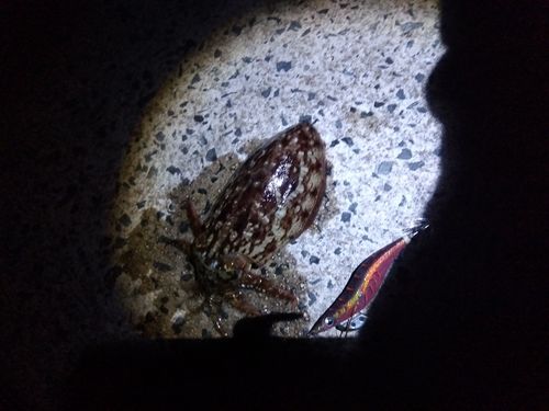 コウイカの釣果