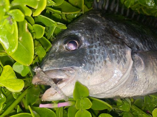 キビレの釣果