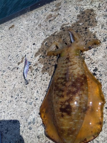 アオリイカの釣果