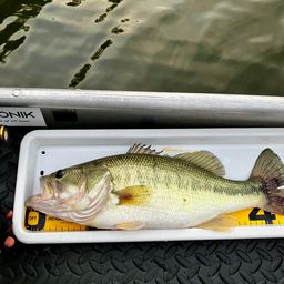 ラージマウスバス