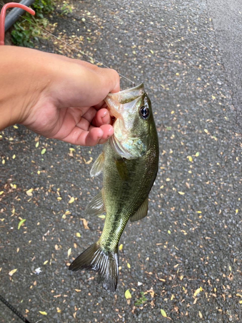 ラージマウスバス