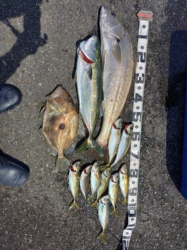 オオニベの釣果