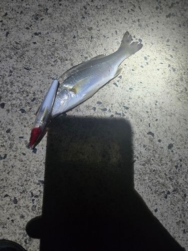 セイゴ（ヒラスズキ）の釣果