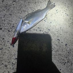 セイゴ（ヒラスズキ）