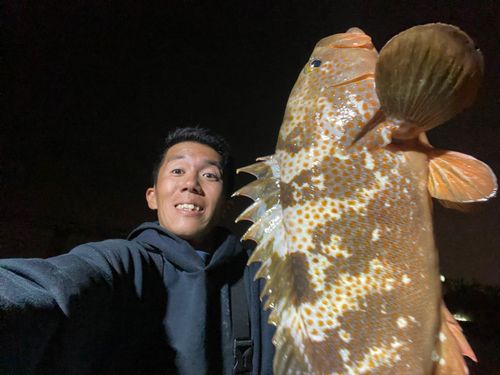 キジハタの釣果