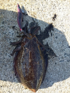 モンゴウイカの釣果