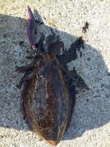 モンゴウイカの釣果