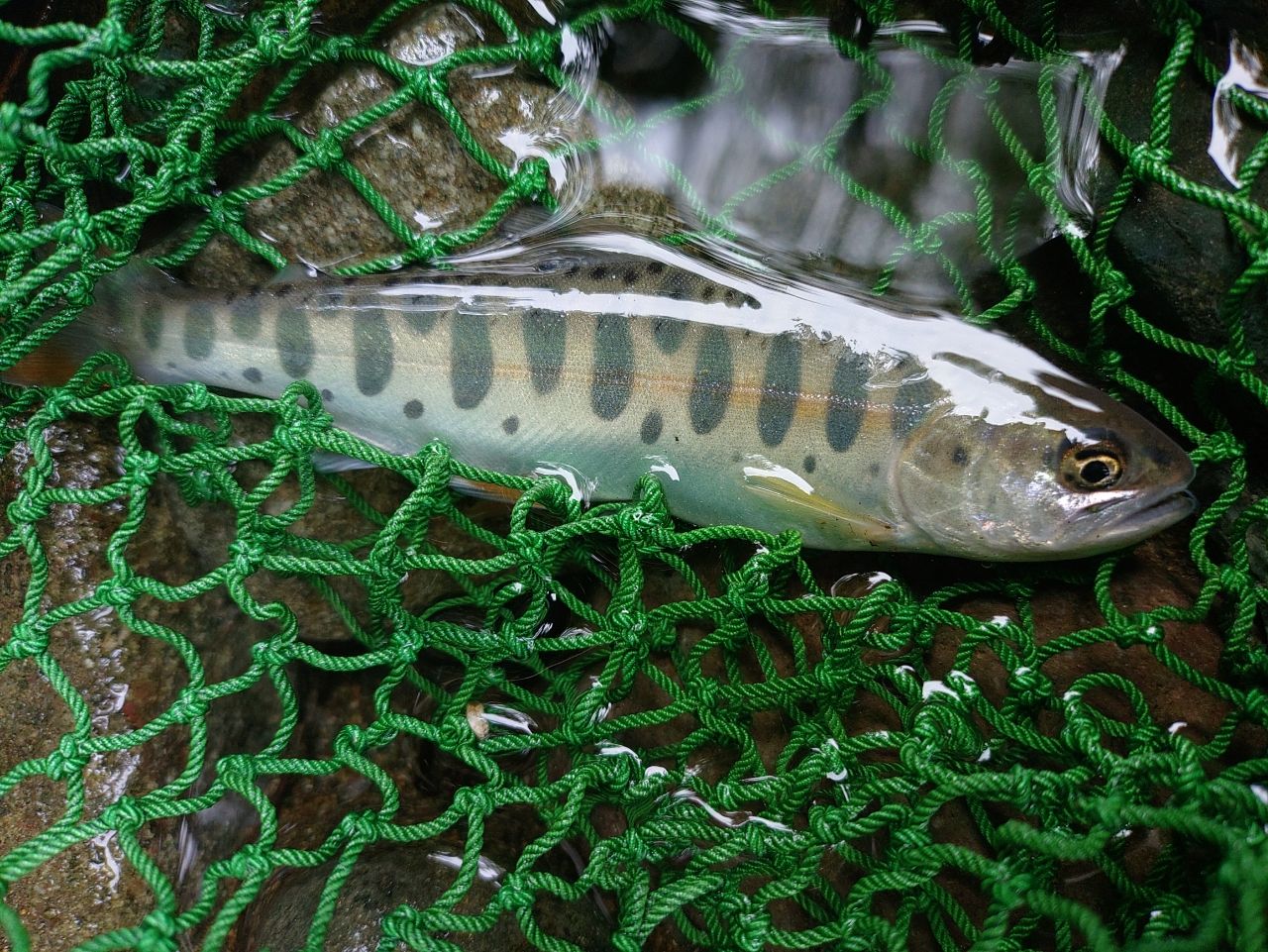 Megabass グレートハンティング GHBF48-4ULの最安値・インプレ