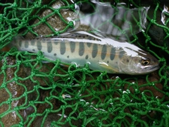 ヤマメの釣果