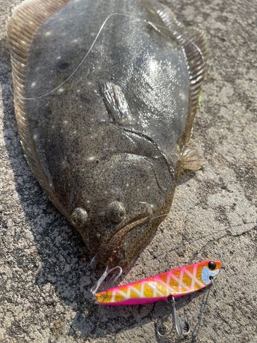 ヒラメの釣果