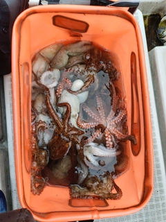 タコの釣果