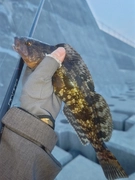 アイナメの釣果