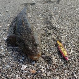 マゴチ