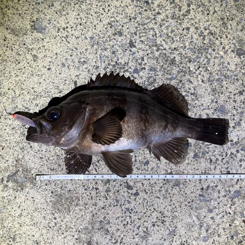 メバルの釣果