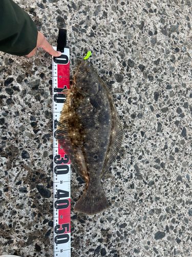 ヒラメの釣果