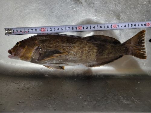 アイナメの釣果