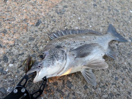 チヌの釣果