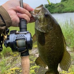 スモールマウスバス