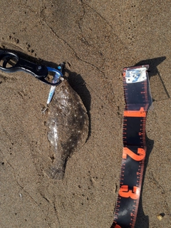 ソゲの釣果