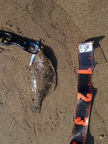 ソゲの釣果