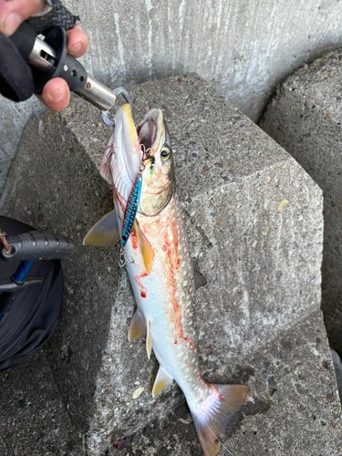 アメマスの釣果