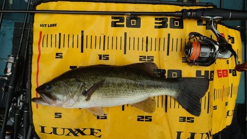 ラージマウスバスの釣果