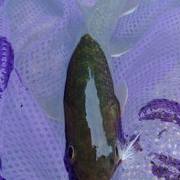イワナ