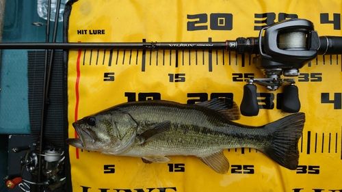 ラージマウスバスの釣果