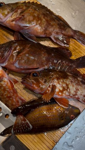 釣果
