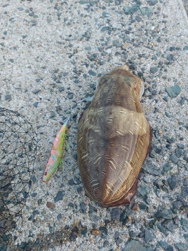 モンゴウイカの釣果