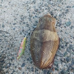 モンゴウイカ