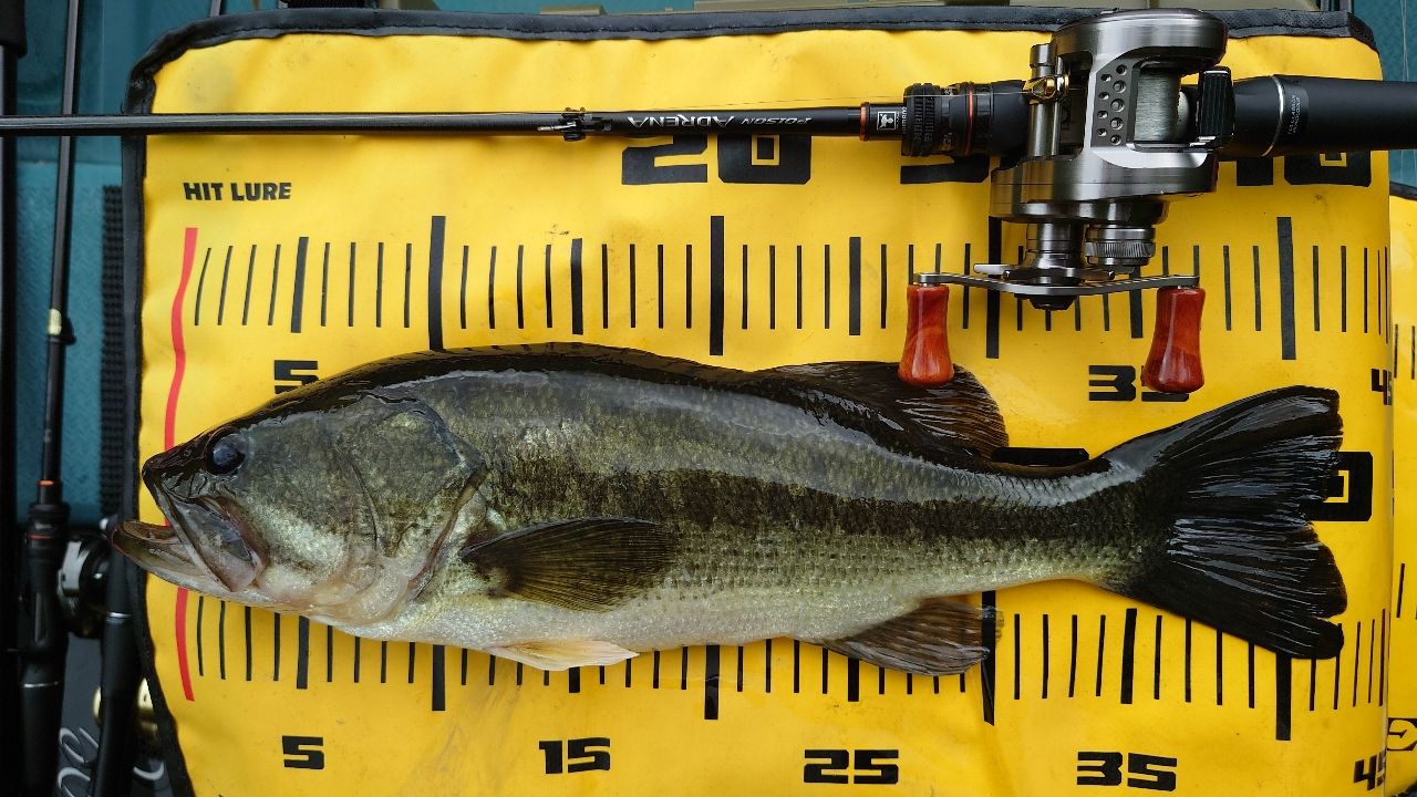 ラージマウスバス