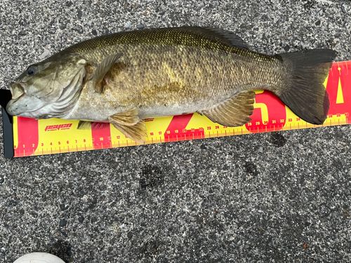 スモールマウスバスの釣果
