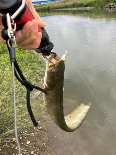 ナマズの釣果