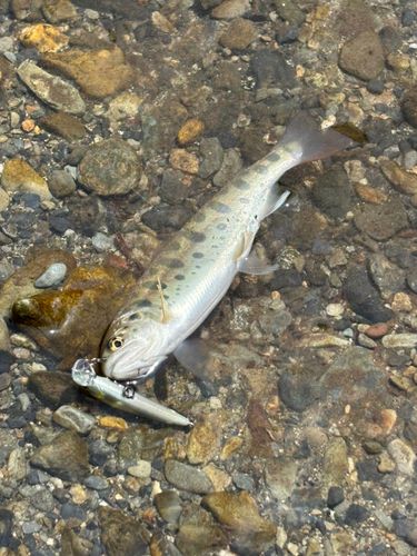 ヤマメの釣果
