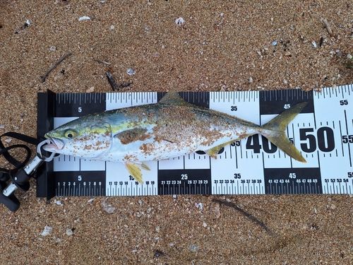ヤズの釣果