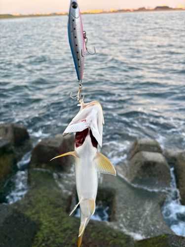 アメマスの釣果
