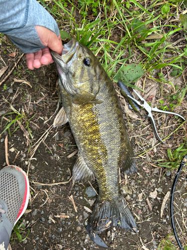 スモールマウスバスの釣果