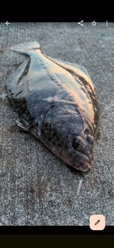 イシガレイの釣果