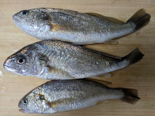 イシモチの釣果