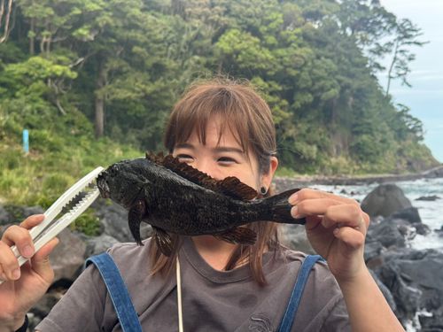 クロソイの釣果